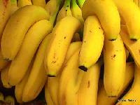 Manufacturers Exporters and Wholesale Suppliers of Banana Plants Kolkata West Bengal